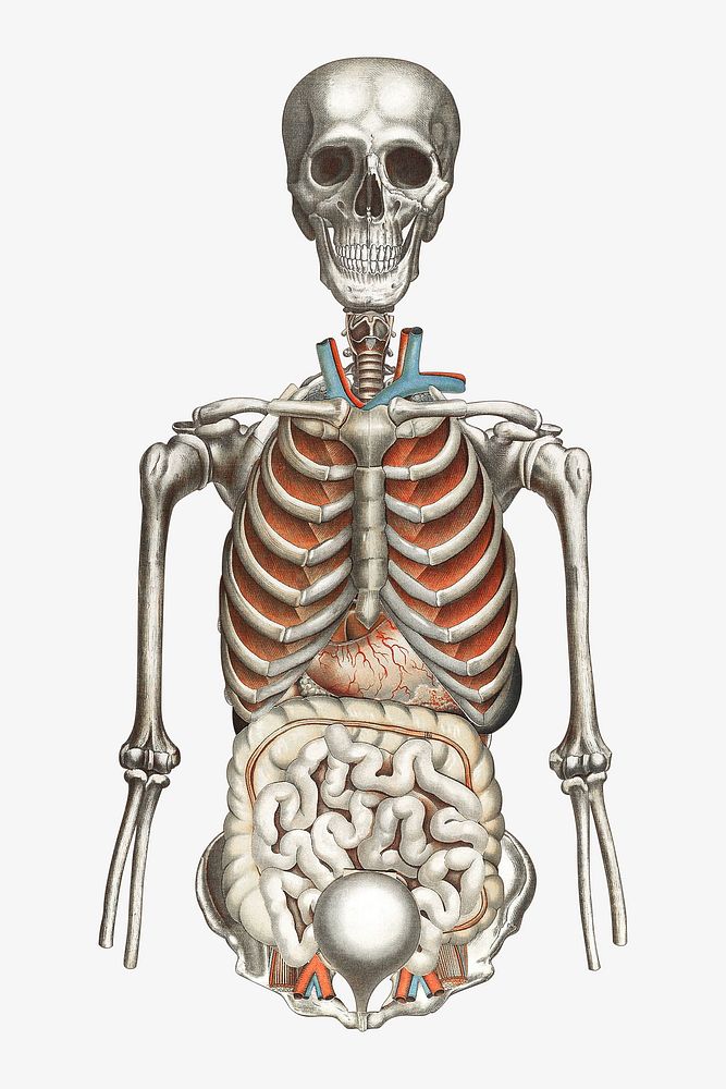 Human anatomy vintage illustration. Remixed by rawpixel. 