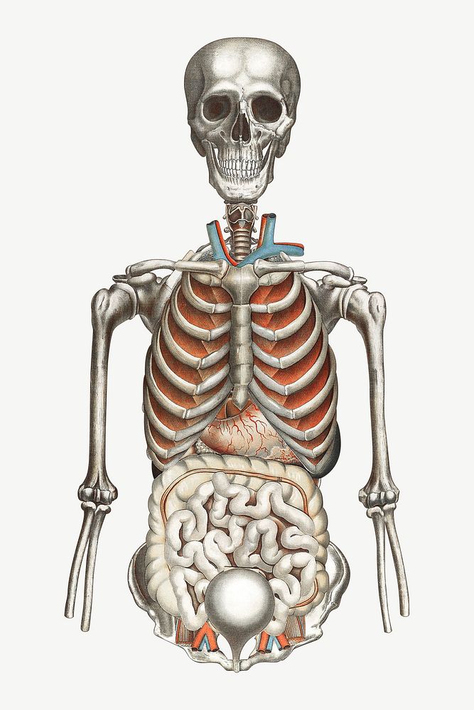Human anatomy vintage illustration psd. Remixed by rawpixel. 