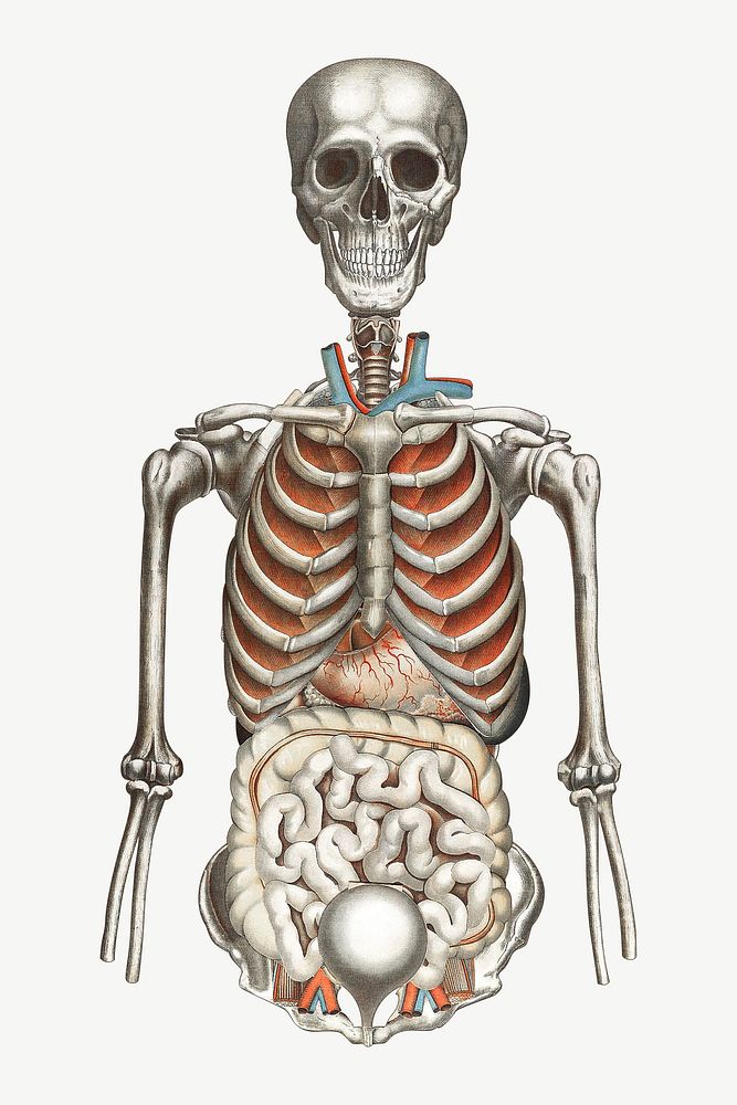Human anatomy vintage illustration psd. Remixed by rawpixel.