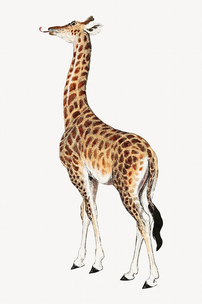 Giraffe vintage illustration collage element. Remixed by rawpixel. 