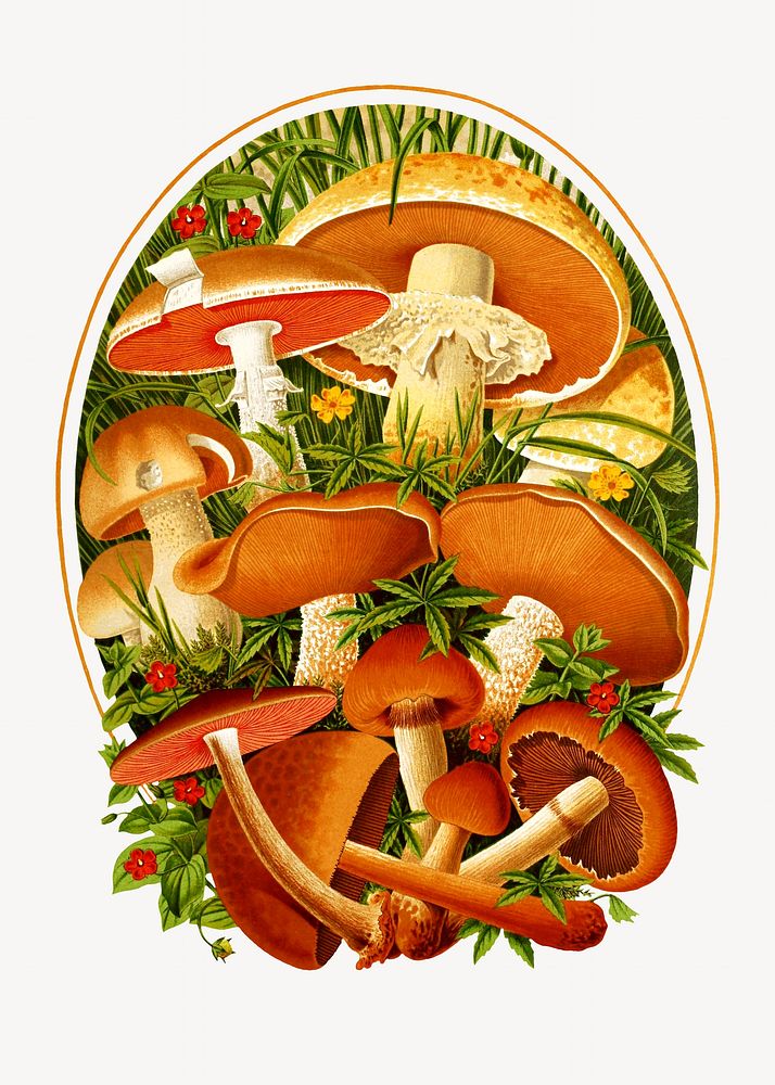 Vintage mushroom chromolithograph collage element. Remixed by rawpixel. 