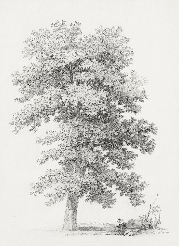 A Plane Tree (late 18th&ndash;mid-19th century), vintage illustration  by Jean Victor Bertin. Original public domain image…