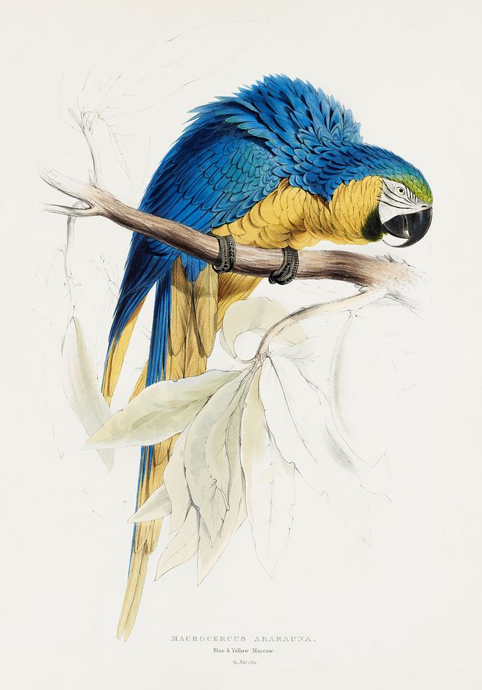 Macrocercus Ararauna. Blue & Yellow Macaw by Edward Lear. Original from the Minneapolis Institute of Art. Original public…