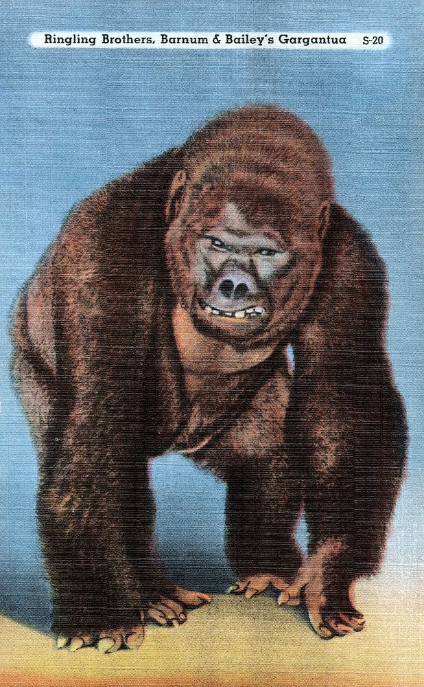 Ringling Brothers, Barnum & Bailey's Gargantua (1930&ndash;1945) animal illustration. Original public domain image from…