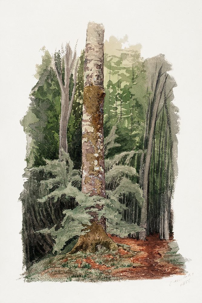 Forest, trunk of a hardwood tree in the middle (1856) nature illustration by Werner Holmberg. Original public domain image…