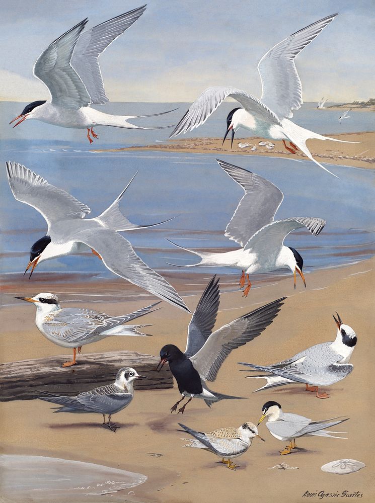Panel 8: Artic Tern, Roseate Tern, Forster's Tern, Common Tern, Black Tern, Least Tern (1921&ndash;1927) watercolor by Louis…