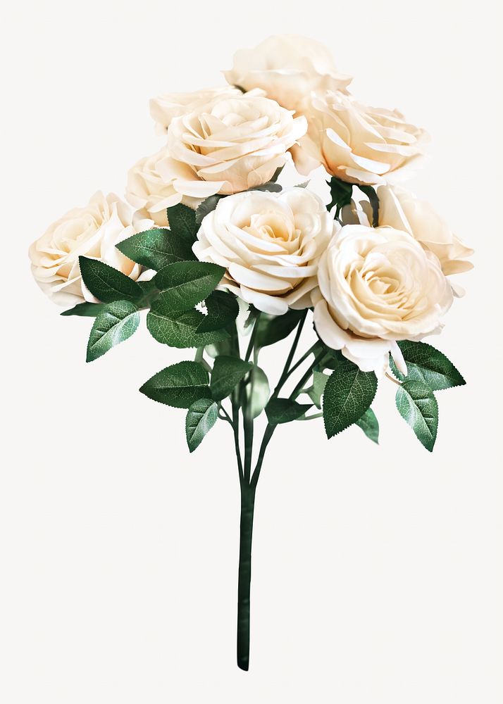 White roses isolated image on white