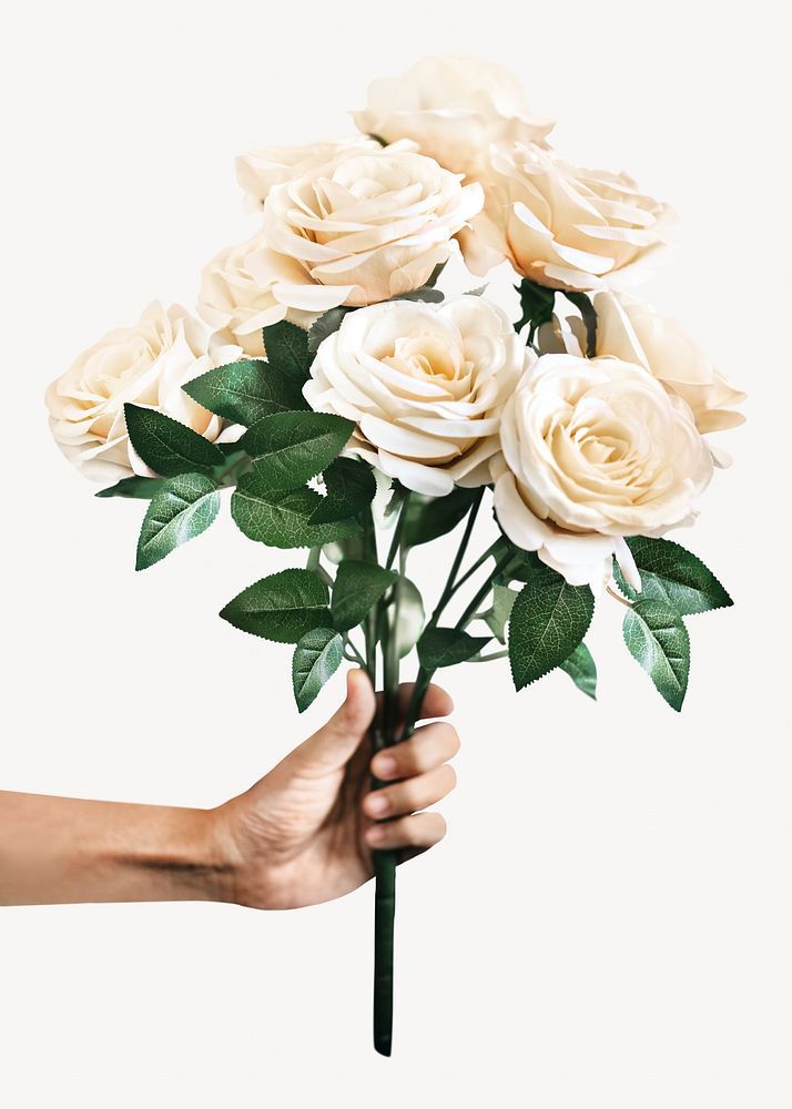 White roses isolated image on white