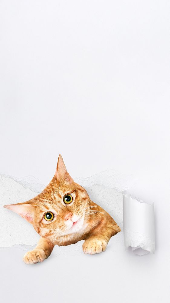Cute ginger cat iPhone wallpaper, torn paper