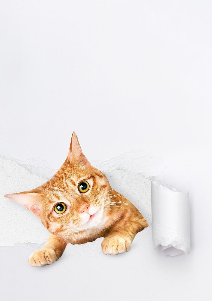 Cute ginger cat background, torn paper
