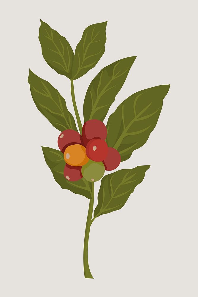 Coffee plant branch illustration vector