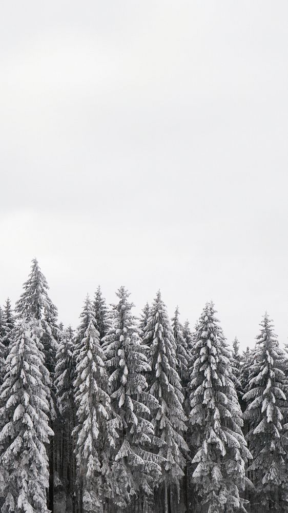 Snow pine forest iPhone wallpaper, winter aesthetic