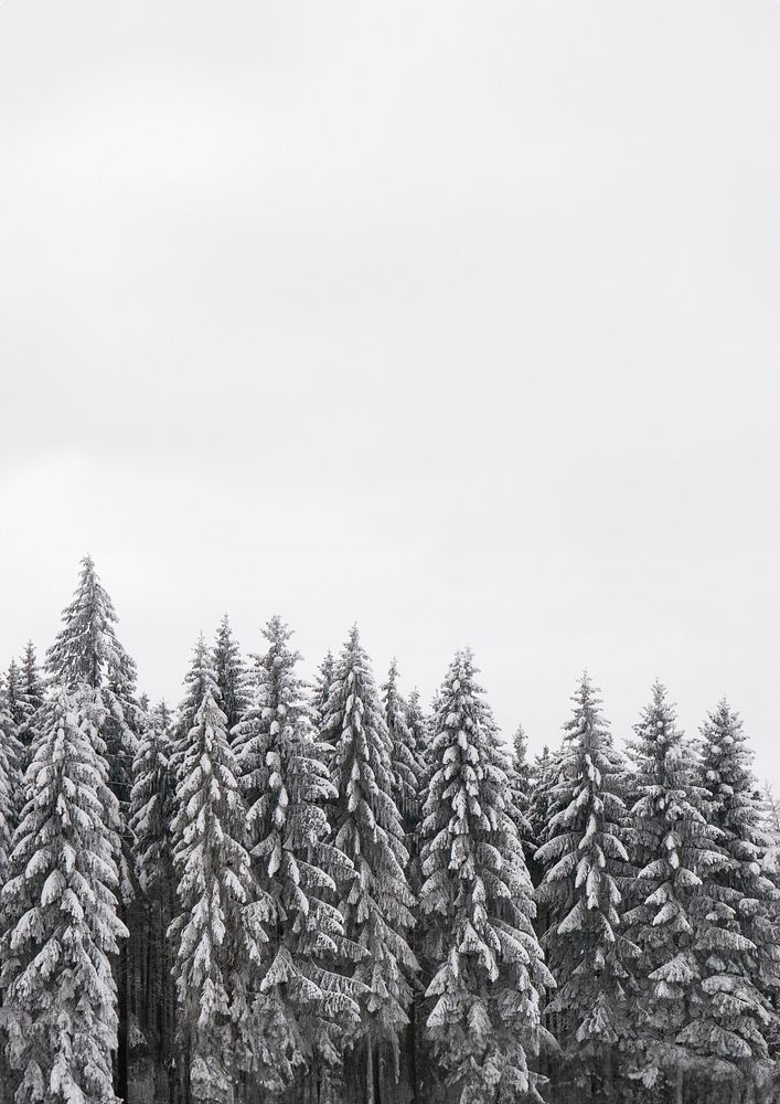 Snow pine forest background, winter aesthetic