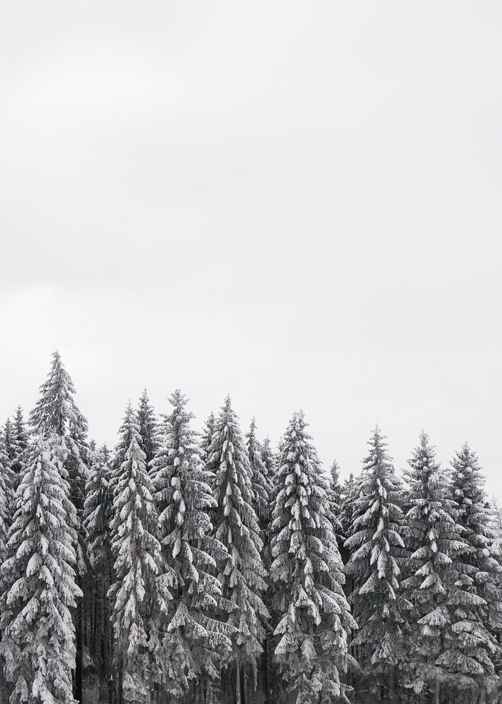 Snow pine forest background, winter aesthetic