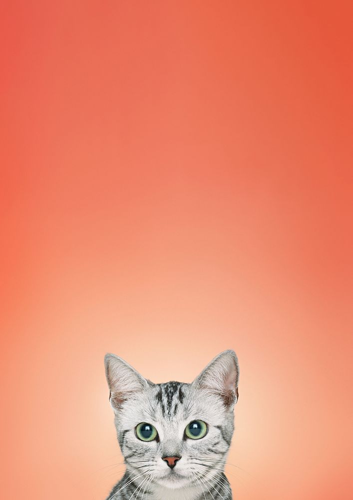 British Shorthair cat background, pet animal border