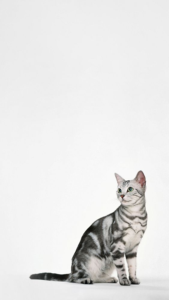 British Shorthair cat iPhone wallpaper, pet animal border