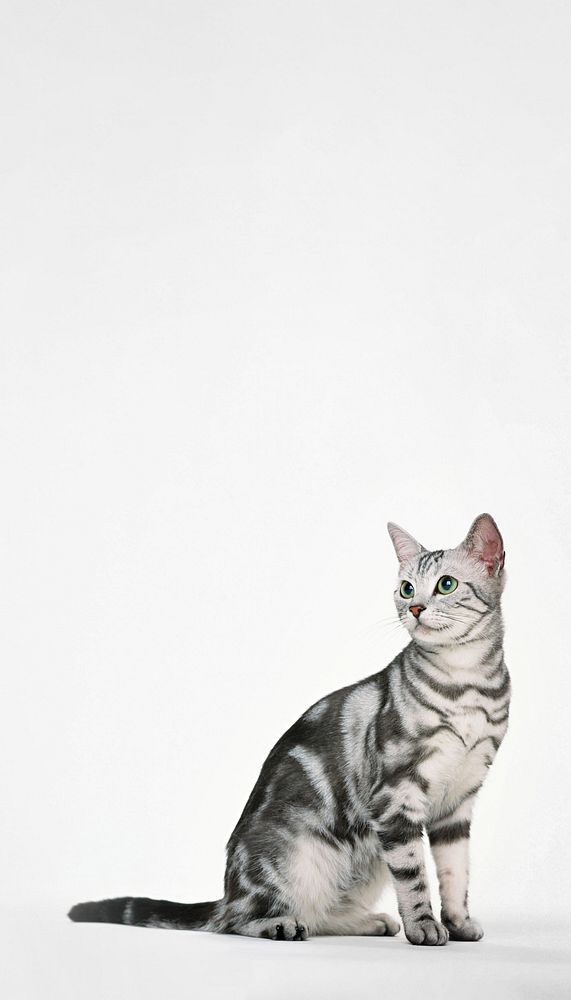 British Shorthair cat iPhone wallpaper, pet animal border