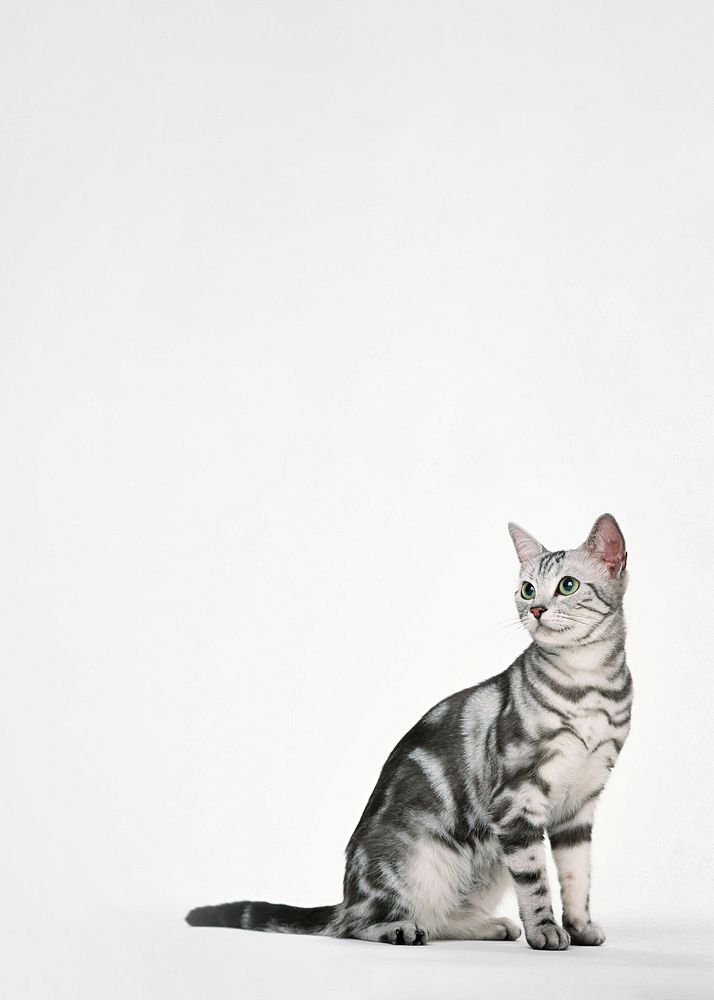 British Shorthair cat background, pet animal border