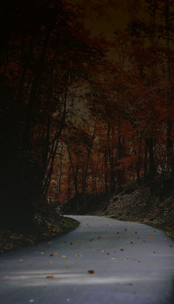 Dark maple forest iPhone wallpaper, Autumn aesthetic