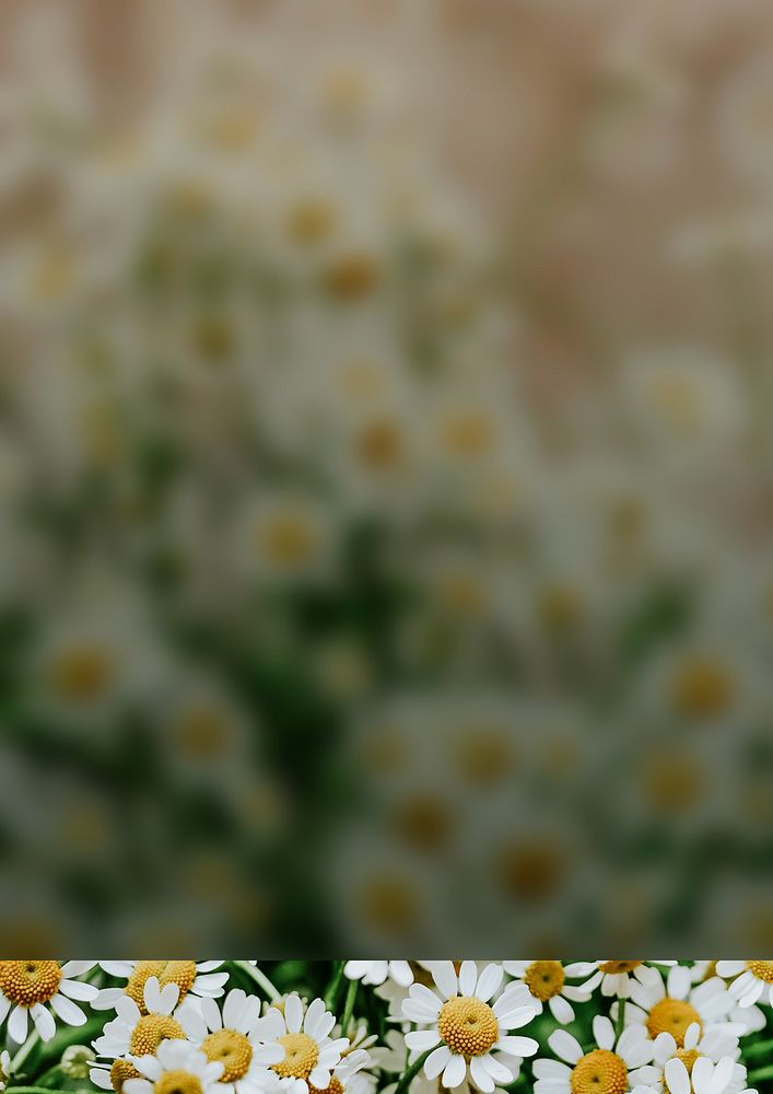 White daisy flower background
