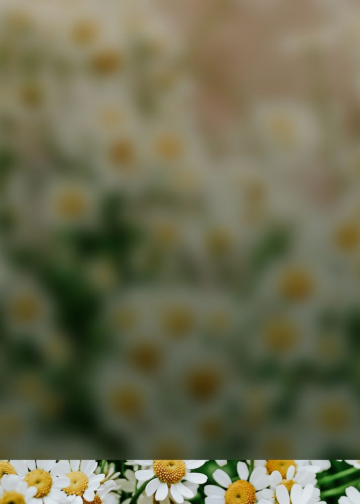 White daisy flower background