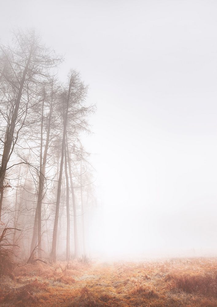 Misty woods background, grass field border