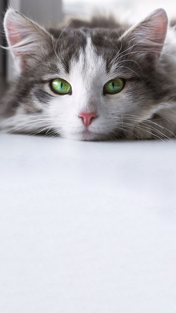 Cute cat border iPhone wallpaper, pet animal image