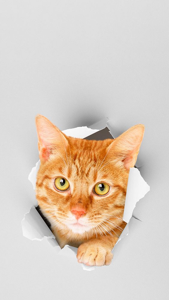 Ginger cat iPhone wallpaper, pet animal border