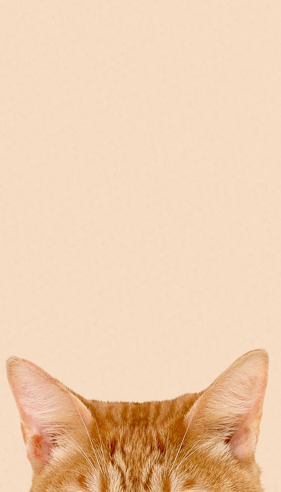 Ginger cat ears border iPhone wallpaper