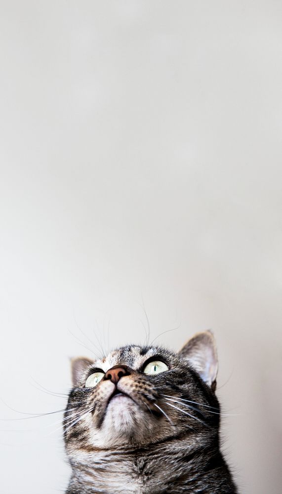 Cute cat border iPhone wallpaper, pet animal image