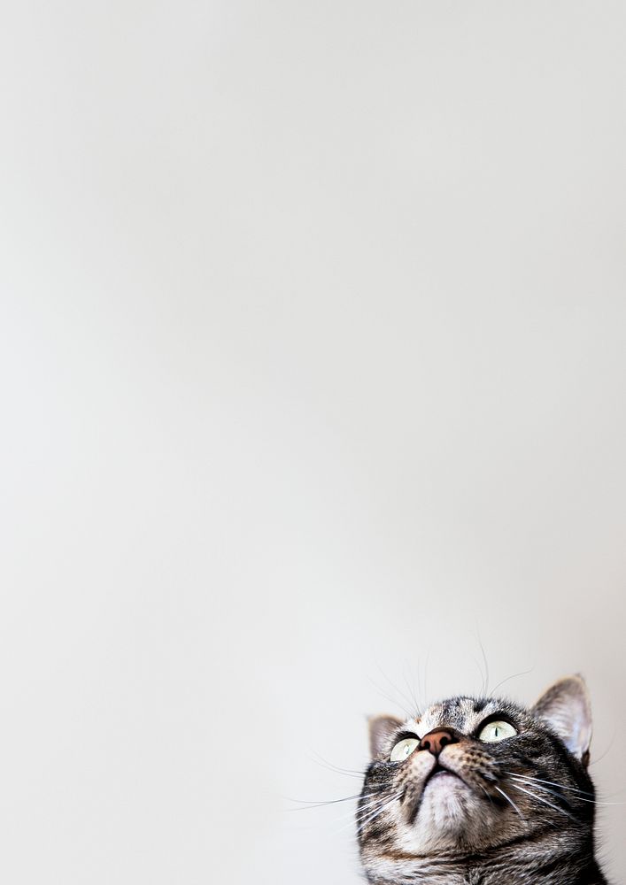 Cute cat border background, pet animal image