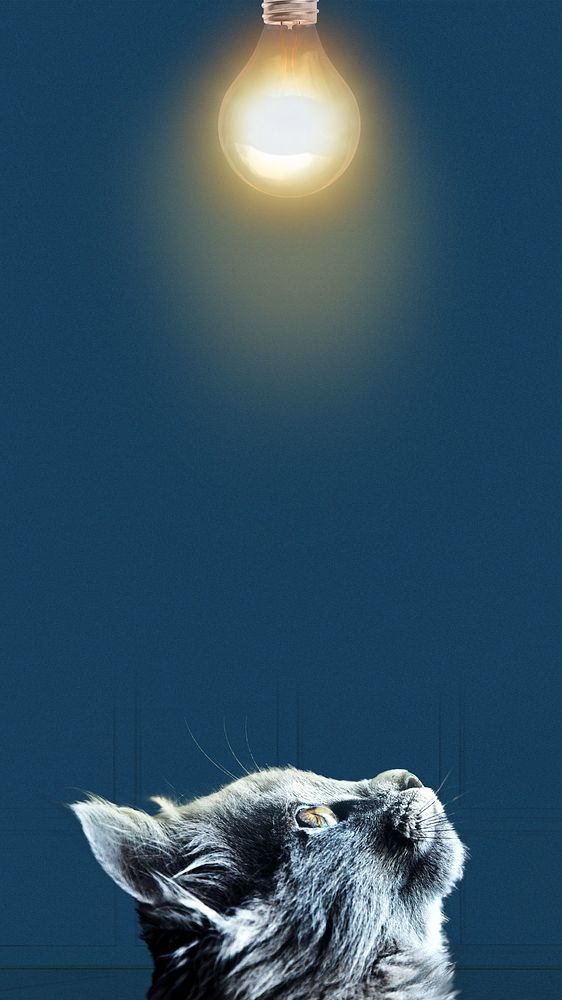 Black cat border iPhone wallpaper, light bulb image