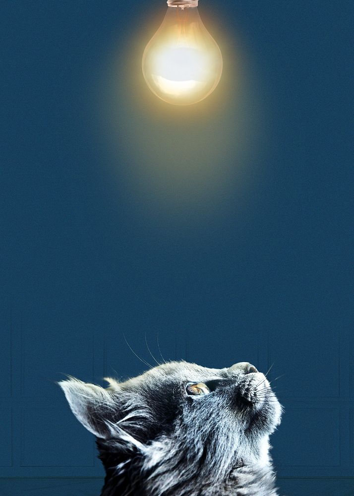 Black cat border background, light bulb image