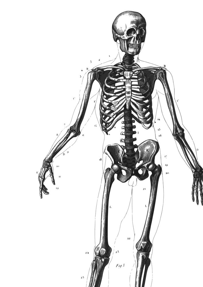 Skeleton diagram | Free Photo - rawpixel