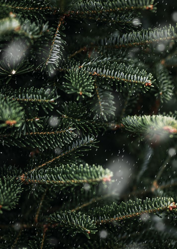 Green close-up Christmas tree background