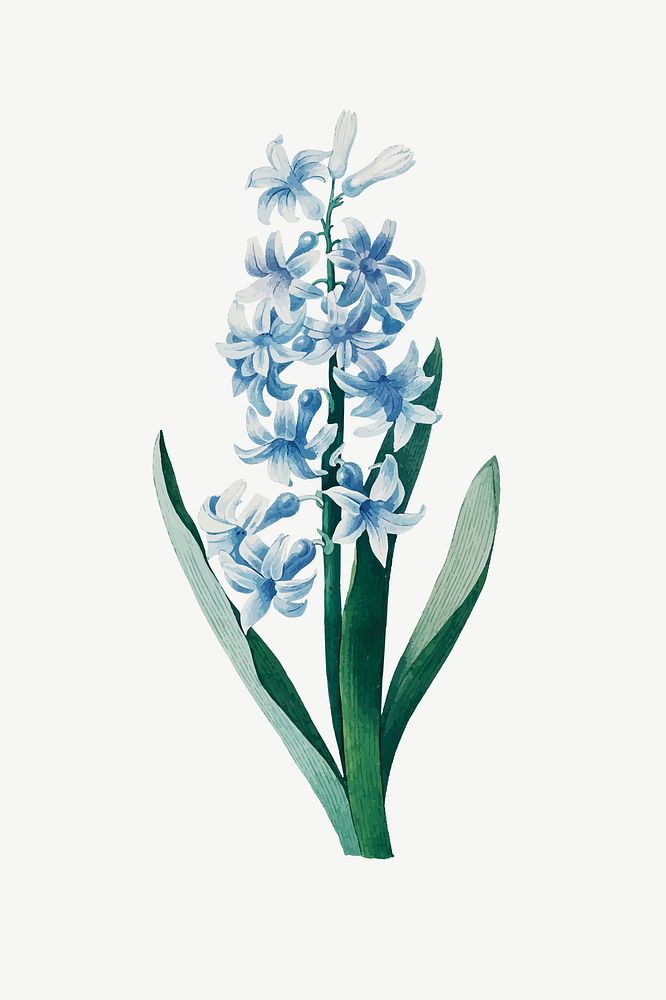 Blue hyacinth flower illustration psd