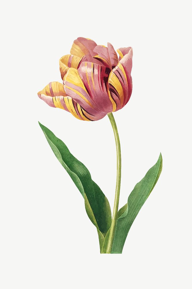Tulip flower illustration psd