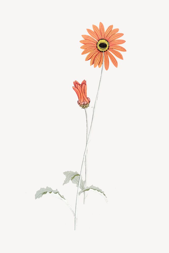 Vintage orange gerbera flower illustration psd