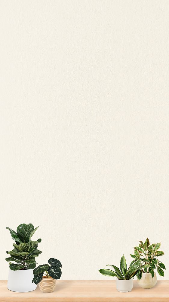 Plants on shelf iPhone wallpaper background
