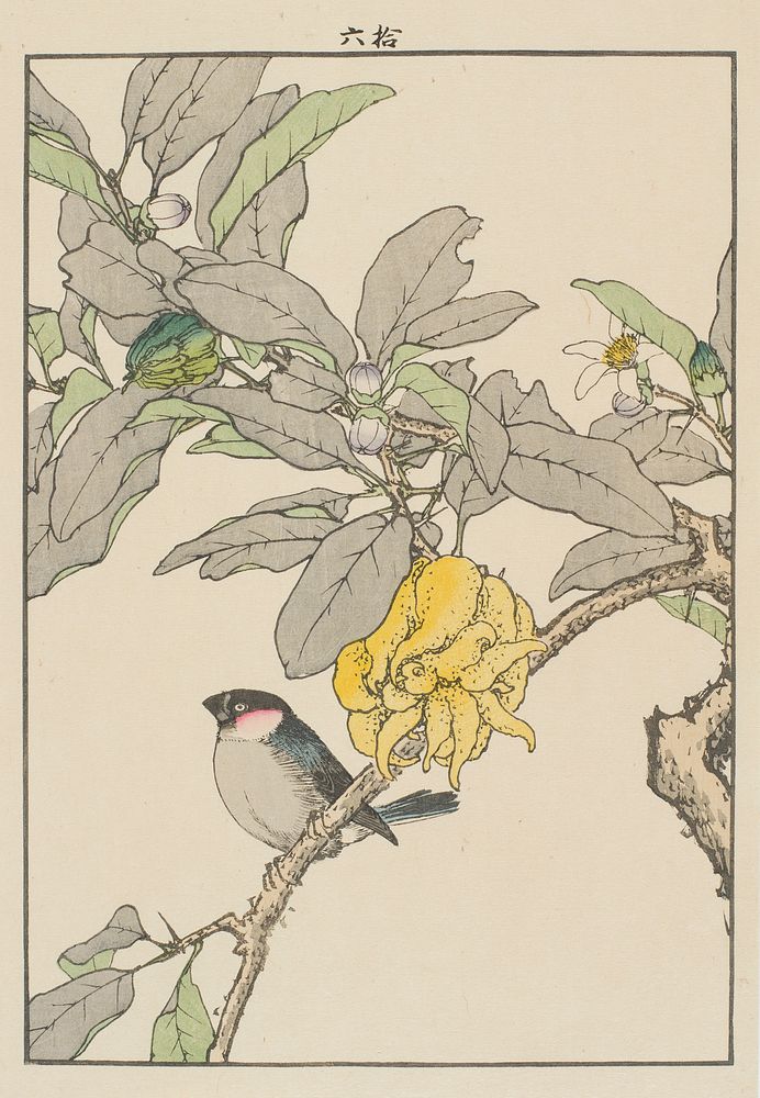Fingered Citron and Bullfinch by Imao Keinen