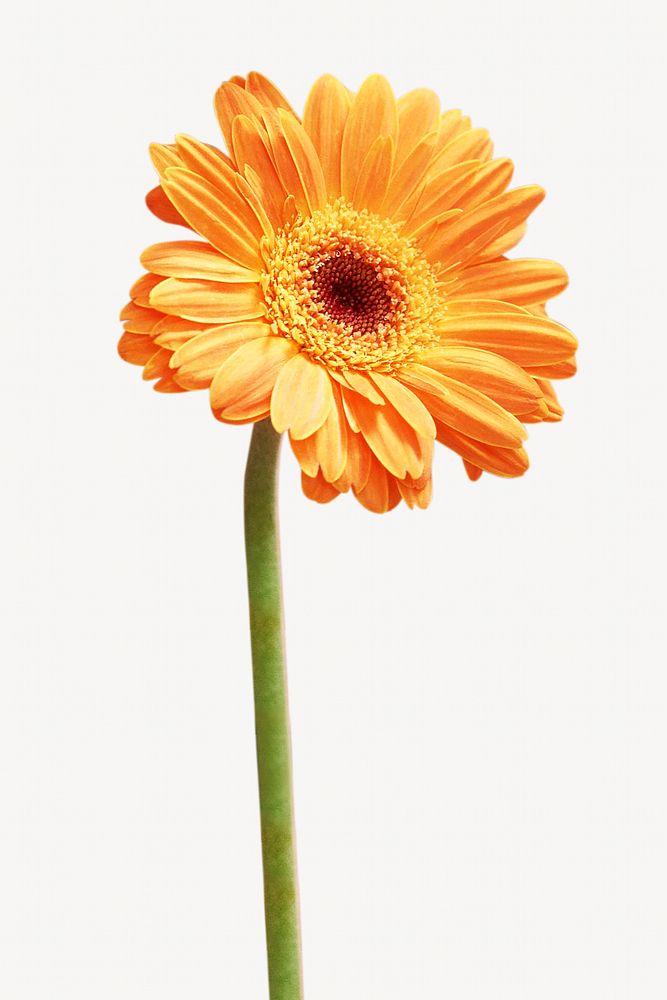 Orange gerbera flower isolated image on white