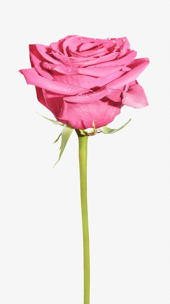 Pink rose image element. 