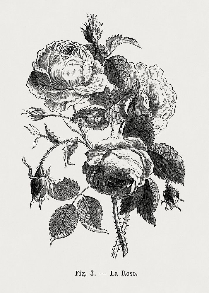 La rose, vintage rose flower illustration by Fran&ccedil;ois-Fr&eacute;d&eacute;ric Grobon. Public domain image from our own…