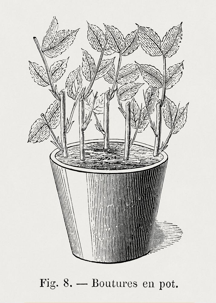 Vintage potted plant, botanical illustration  by Fran&ccedil;ois-Fr&eacute;d&eacute;ric Grobon. Public domain image from our…