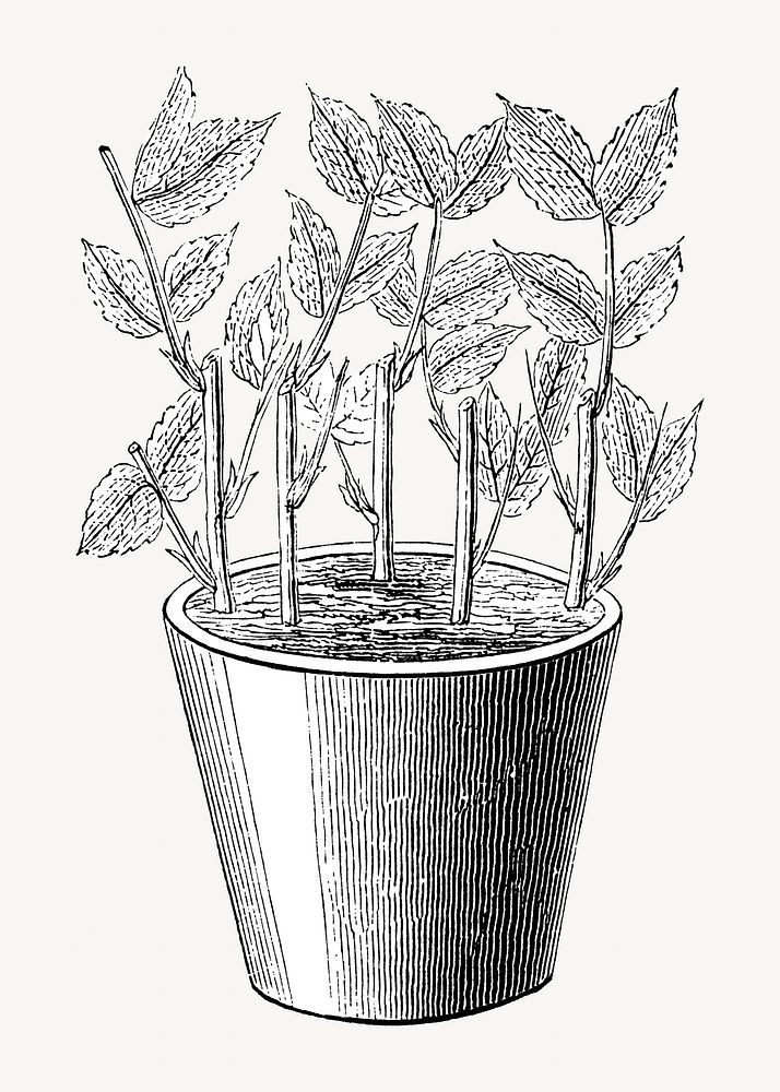Potted plant, vintage black & white illustration by François-Frédéric Grobon. Remixed by rawpixel.