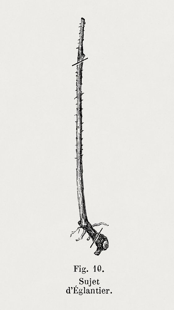 Eglantier plant root, vintage botanical illustration by Fran&ccedil;ois-Fr&eacute;d&eacute;ric Grobon.  Public domain image…