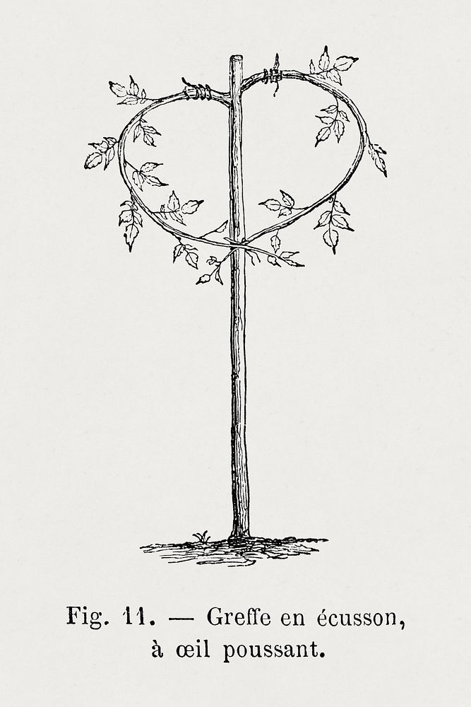 Curved rose tree branches, vintage botanical illustration by Fran&ccedil;ois-Fr&eacute;d&eacute;ric Grobon. Public domain…