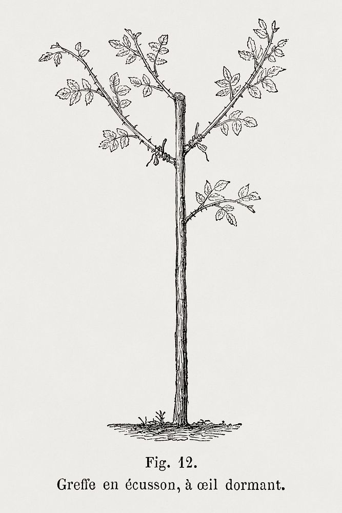Rose tree branches, vintage botanical illustration by Fran&ccedil;ois-Fr&eacute;d&eacute;ric Grobon. Public domain image…