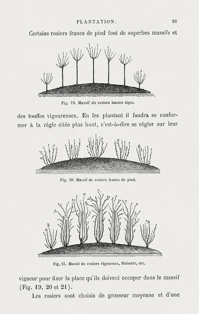 Tree plantation, vintage botanical illustration by Fran&ccedil;ois-Fr&eacute;d&eacute;ric Grobon.  Public domain image from…