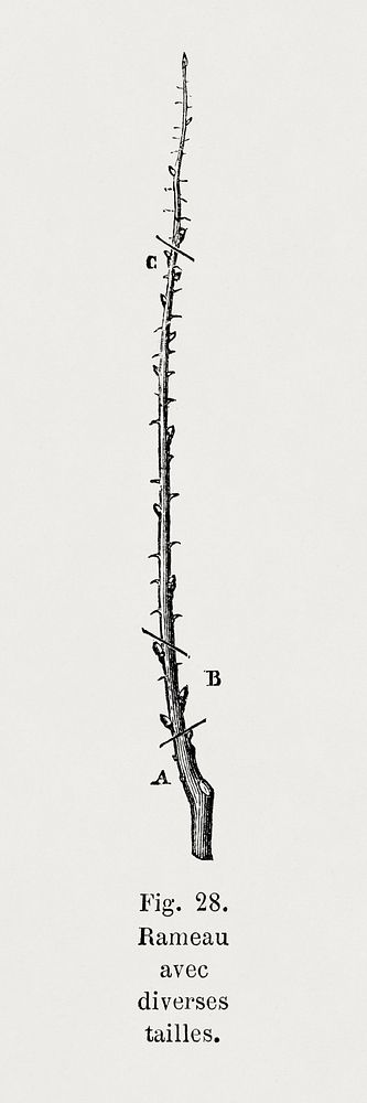 Various sizes of tree twigs, botanical illustration by Fran&ccedil;ois-Fr&eacute;d&eacute;ric Grobon. Public domain image…